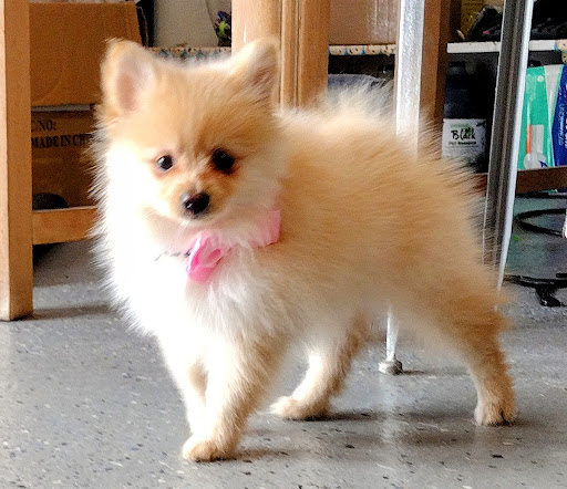 Pet Supply Store «The Dog House», reviews and photos, 4237 S Alameda St, Corpus Christi, TX 78412, USA