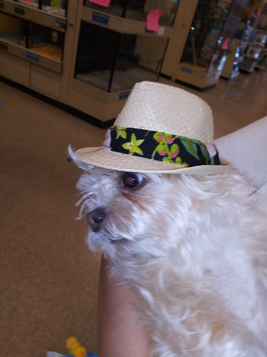 Pet Supply Store «PetSmart», reviews and photos, 10697 E US Hwy 36, Avon, IN 46123, USA