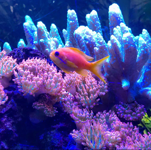 Tropical Fish Store «Complete Aquarium», reviews and photos, 736 Bedford Rd, Bedford Hills, NY 10507, USA