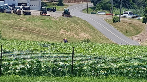 Tourist Attraction «Sunflower Maze», reviews and photos, South St, Middlefield, CT 06455, USA