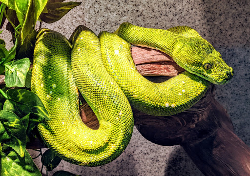 Zoo «Reptile Zoo», reviews and photos, 22715 US-2, Monroe, WA 98272, USA