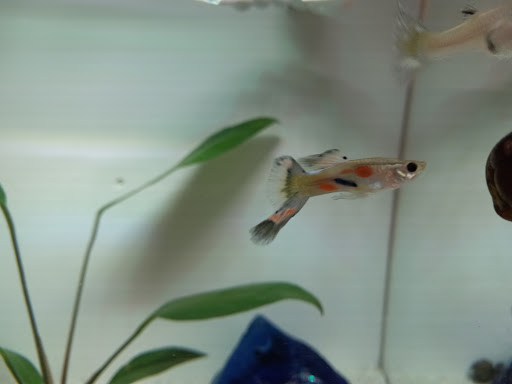 Pet Store «Fish R Us», reviews and photos, 10855 TX-242, Conroe, TX 77385, USA