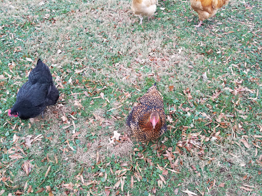 Local History Museum «Steppingstone Farm Museum», reviews and photos, 461 Quaker Bottom Rd, Havre De Grace, MD 21078, USA