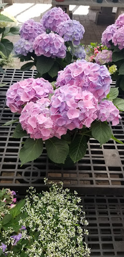 Florist «James Saunoris & Sons», reviews and photos, 6000 W 111th St, Chicago Ridge, IL 60415, USA