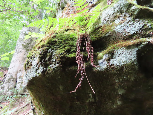 Nature Preserve «Fern Cliff Nature Preserve», reviews and photos, W County Rd 375 S, Greencastle, IN 46135, USA