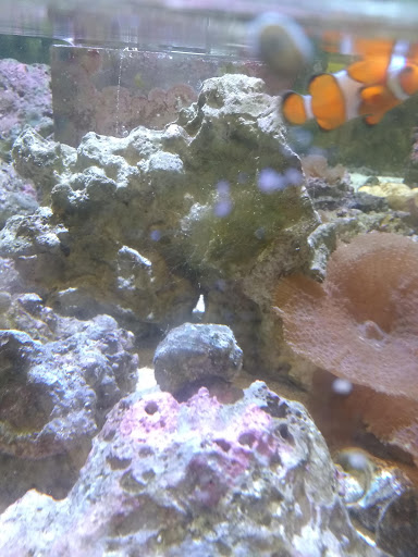 Pet Store «C C Pets», reviews and photos, 1319 Southern Hills Center, West Plains, MO 65775, USA