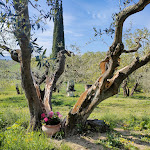 Photo n°4 de l'avis de Francesca.t fait le 27/04/2023 à 12:41 sur le  Poggio del sole agriturismo à Castiglione del Lago