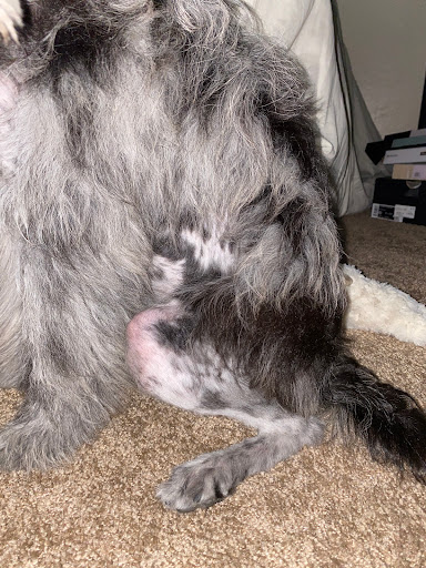 Pet Supply Store «Petco Animal Supplies», reviews and photos, 3012 Bridgepointe Pkwy, San Mateo, CA 94404, USA