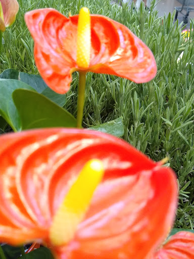 Coffee Shop «Starbucks», reviews and photos, 3240 S Cobb Dr SE, Smyrna, GA 30080, USA