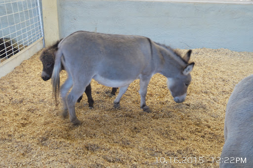 Stadium «Cotton Bowl Stadium», reviews and photos, 3750 The Midway, Dallas, TX 75215, USA