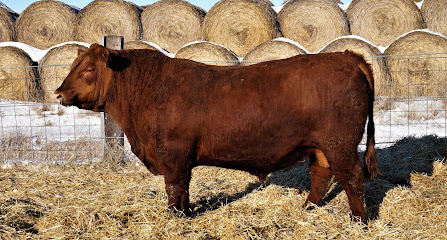 Schriefer Red Angus