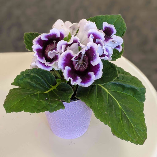 Florist «A Johnson & Sons Florist», reviews and photos, 1738 Grand Ave, St Paul, MN 55105, USA