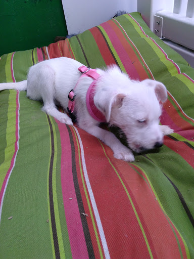 Pet Store «Pets Plus - Quakertown», reviews and photos, 117 S West End Blvd, Quakertown, PA 18951, USA