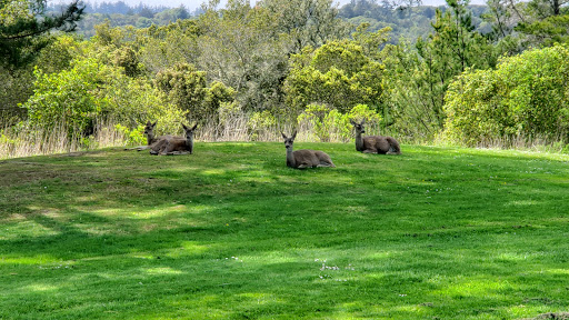 Golf Course «Crystal Springs Golf Course», reviews and photos, 6650 Golf Course Dr, Burlingame, CA 94010, USA