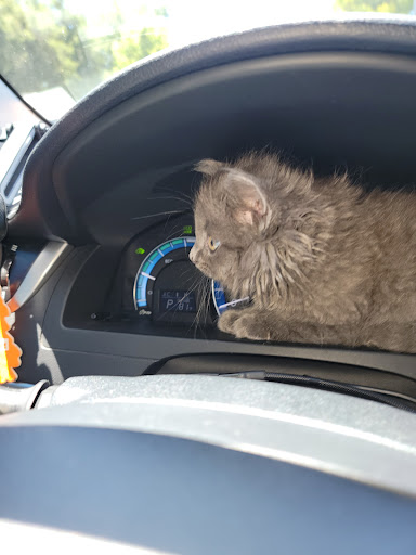 Pet Supply Store «Unleashed by Petco», reviews and photos, 1155 Lincoln Ave, San Jose, CA 95125, USA