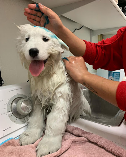 Pet Store «Puppies N Love», reviews and photos, 7700 W Arrowhead Towne Center, Glendale, AZ 85308, USA