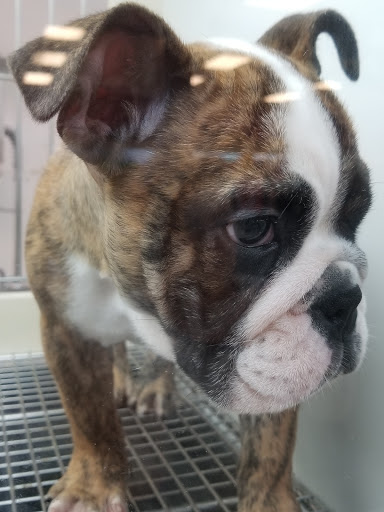 Pet Supply Store «Petland Tyler», reviews and photos, 4512 S Broadway Ave, Tyler, TX 75703, USA