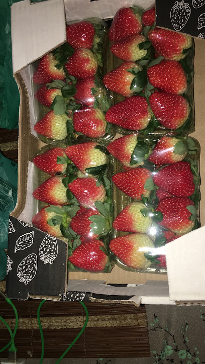 Quitanda Cangaiba São Paulo