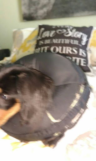 Pet Supply Store «PetSmart», reviews and photos, 534 US-441, Lady Lake, FL 32159, USA