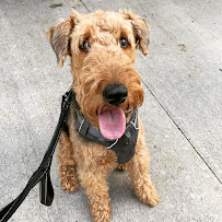 Denver Dog Walkers - Photo 5 - Car repair in Denver, CO, Thornton