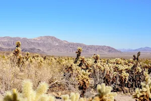 Cholla Cactus Garden image