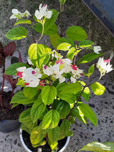 Opiniones de Vivero flores en Tacuarembó - Centro de jardinería