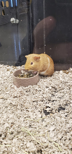 Pet Supply Store «PetSmart», reviews and photos, 5857 NJ-42, Turnersville, NJ 08012, USA