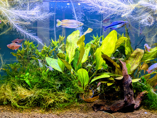 Tropical Fish Store «Aquarium Zen», reviews and photos, 920 NE 64th St, Seattle, WA 98115, USA