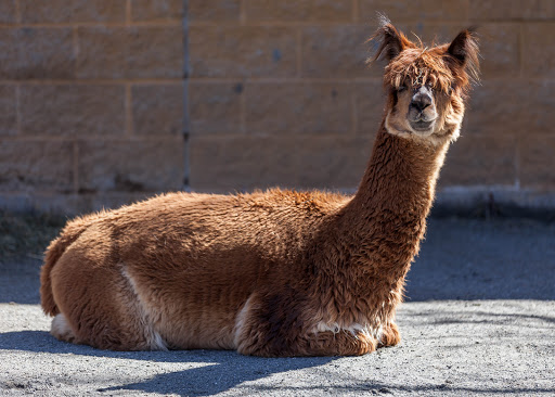 Zoo «Capron Park Zoo», reviews and photos, 201 County St, Attleboro, MA 02703, USA