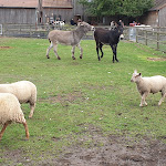 Photo n° 3 de l'avis de Laila.o fait le 19/06/2020 à 20:46 pour Les Fermes de Gally - Ferme pédagogique à Sartrouville
