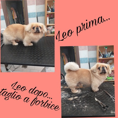 Pensioni per cani e dog hotel a Qua la Zampa - Roma