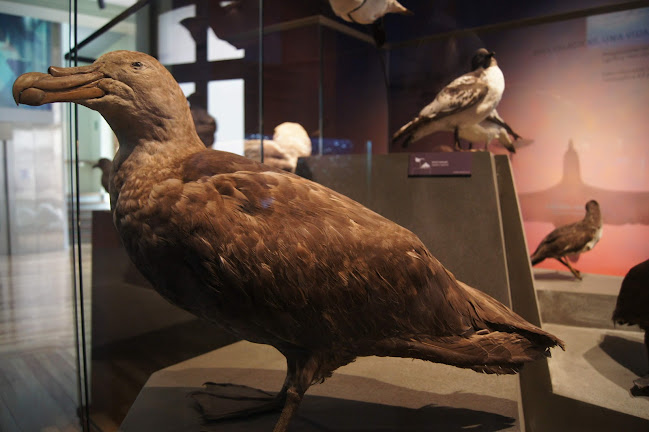 Museo de Historia Natural de Valparaíso - Museo