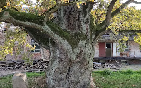 900-1000 Year Old Oak Tree image