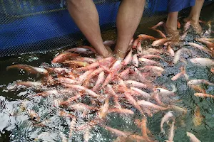 Galmanduwa Fish Farm image