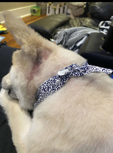 Pet Supply Store «Petco Animal Supplies», reviews and photos, 1901 Madison Ave #610, Mankato, MN 56001, USA