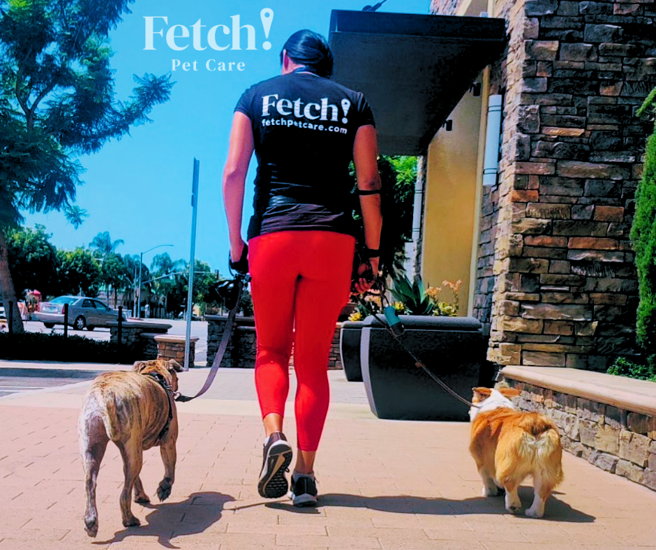 Fetch! Pet Care Lansing