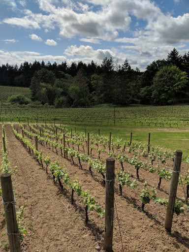 Winery «Trisaetum Winery», reviews and photos, 18401 NE Ribbon Ridge Rd, Newberg, OR 97132, USA