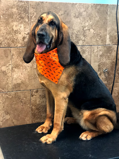 Pet Store «Canine Carousel», reviews and photos, 43135 Broadlands Center Plaza #129, Ashburn, VA 20148, USA