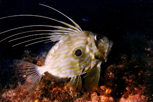 Roccaruja Diving Center image