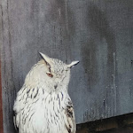 Photo n°7 de l'avis de Linda.a fait le 12/06/2023 à 16:17 sur le  Wildsau-Schenke à Cleebronn