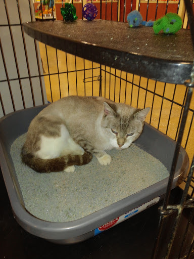 Pet Supply Store «PetSmart», reviews and photos, 26680 Centerview Dr, Millsboro, DE 19966, USA