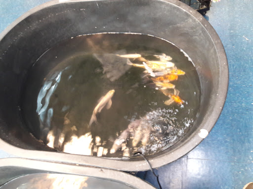 Pet Store «Animal Pet Shop Corporation», reviews and photos, 10843 SW 40th St, Miami, FL 33165, USA