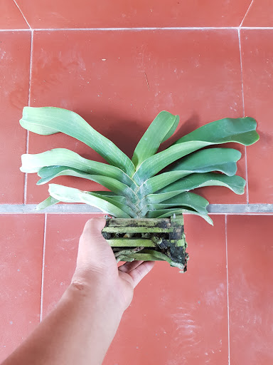 Vườn lan Đạt Thảo