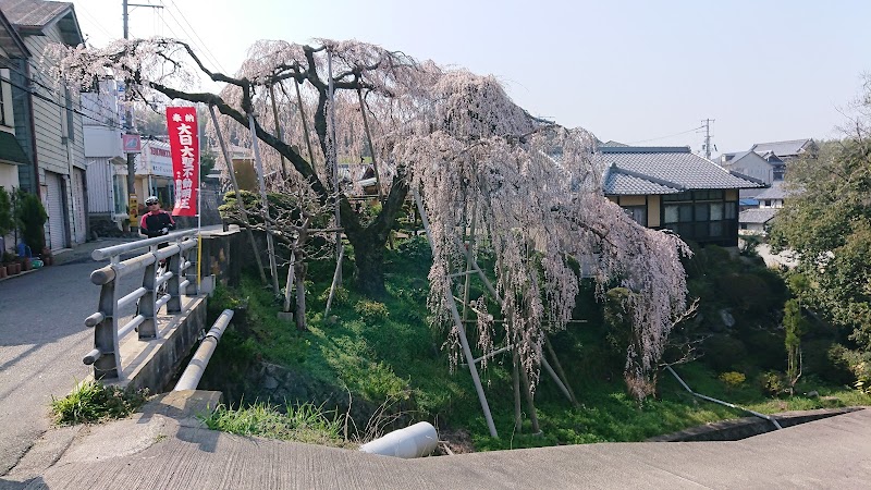 若樫の百滝桜