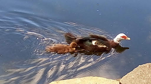 Park «Lake Lily Park», reviews and photos, 900 S Orlando Ave, Maitland, FL 32751, USA