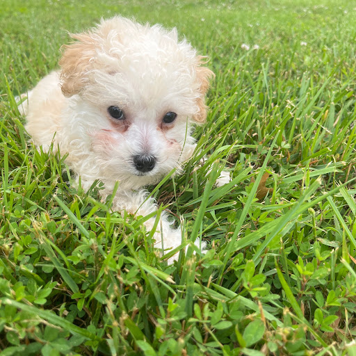 Pet Store «PV Pets», reviews and photos, 233 S Broadway, Pennsville, NJ 08070, USA