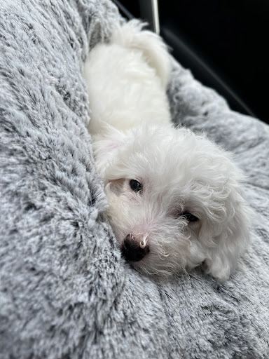 Pet Supply Store «Petco Animal Supplies», reviews and photos, 300 Hylan Dr, Rochester, NY 14623, USA