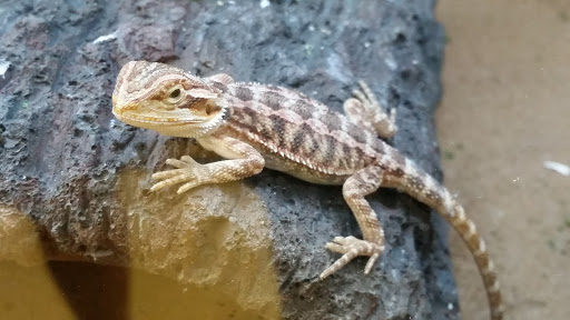 Pet Supply Store «Petco Animal Supplies», reviews and photos, 416 Crossroads Blvd, Cary, NC 27518, USA