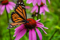 Amberella Photography - Photo 5 - Car repair in , Scranton