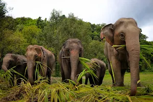 Elephant Jungle Sanctuary (Office) image
